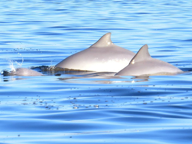 Observação de botos / Foto: Guapimirimtur
